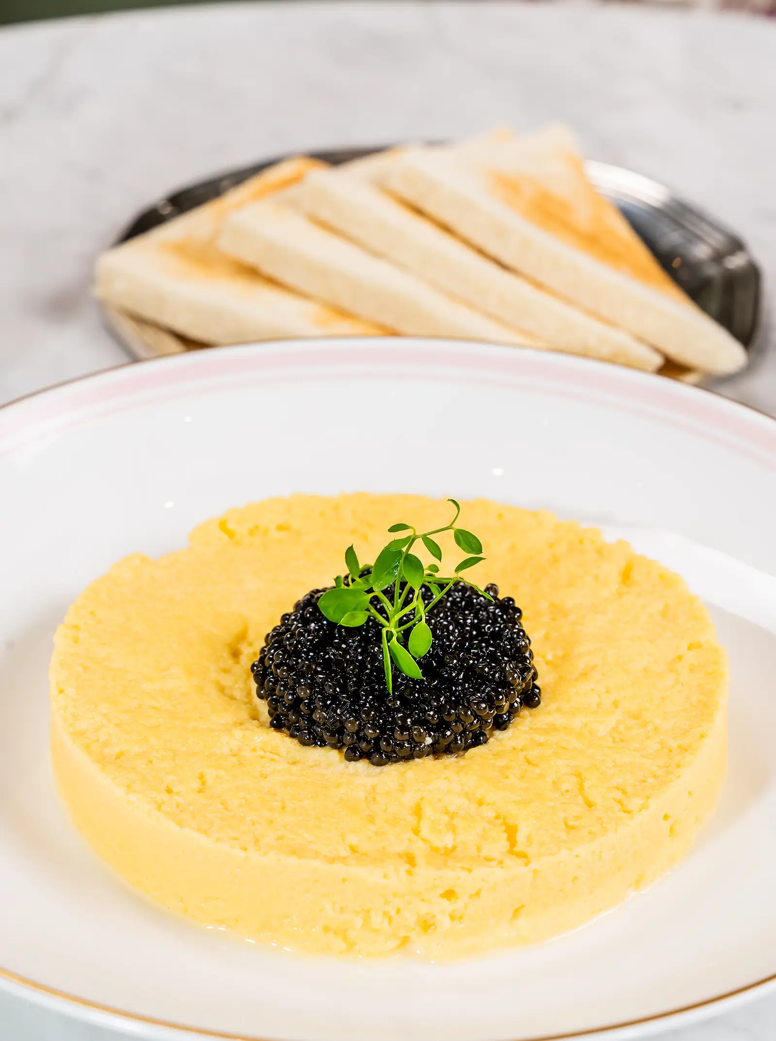 Scrambled Egg Cavia - beautifully plated and ready to enjoy
